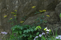 Zizia aurea