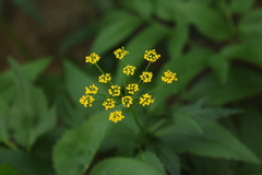 Zizia aurea