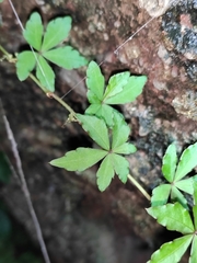 Tetrastigma obtectum