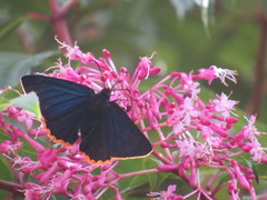 Chalypyge chalybea chloris