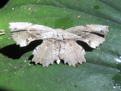 Epipleminae