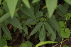 Zizia aurea