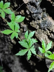 Tetrastigma obtectum