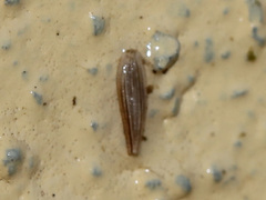 Helobdella
