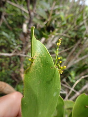 Exocarpos phyllanthoides