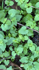Lamium purpureum