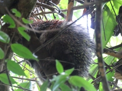 Coendou speratus