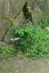 Zizia aurea