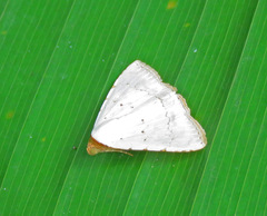 Eulepidotis alabastraria