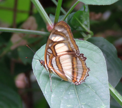 Metamorpha elissa