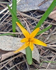 Colchicum luteum