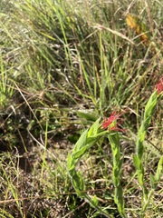 Acalypha depressinerva