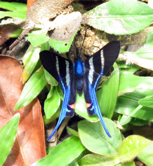Rhetus arcius