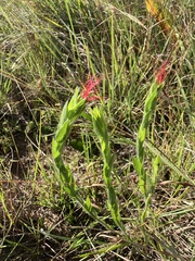 Acalypha depressinerva