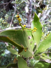 Exocarpos phyllanthoides