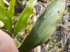 Exocarpos phyllanthoides