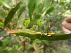 Exocarpos phyllanthoides