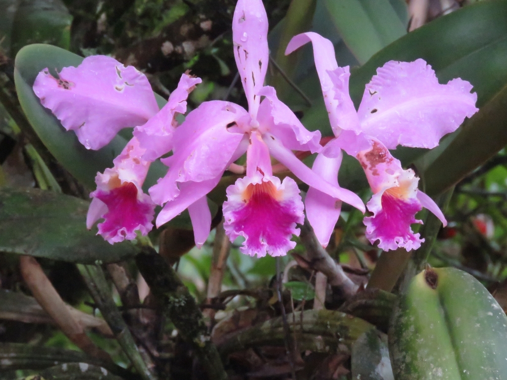 Cattleya Orchid (Mounted)