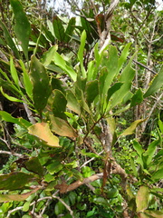Exocarpos phyllanthoides