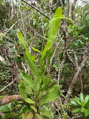 Exocarpos phyllanthoides