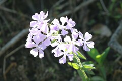 Phlox divaricata