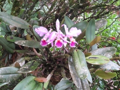 Cattleya