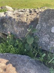 Plectranthus grallatus