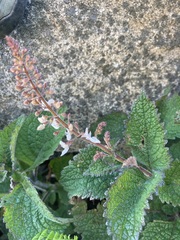 Plectranthus grallatus