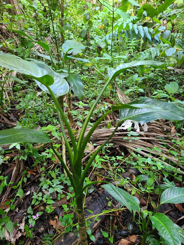 Ráy cẩm thạch – Dieffenbachia seguine