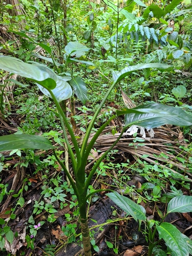 Dieffenbachia seguine