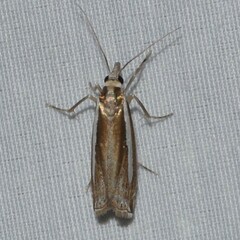 Crambus praefectellus
