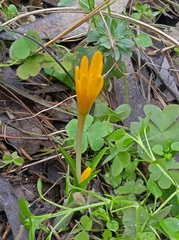 Colchicum luteum