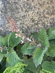 Plectranthus grallatus