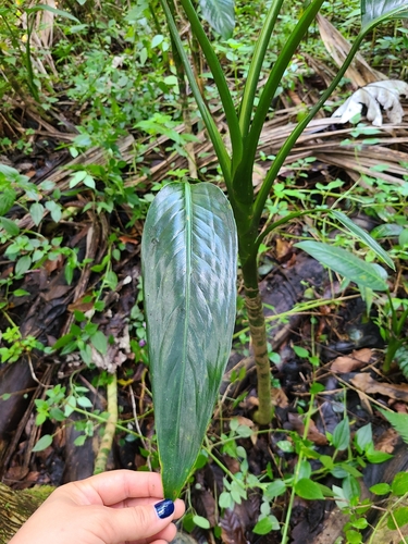 Dieffenbachia seguine