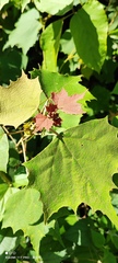 Mallotus paniculatus formosanus