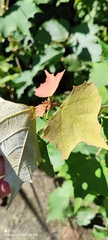 Mallotus paniculatus formosanus