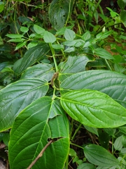 Piper glabrescens