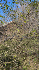 Ligustrum quihoui