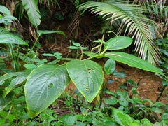 Piper glabrescens