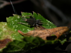 Arachnocephalus vestitus