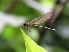 Zygoptera