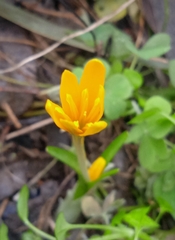 Colchicum luteum