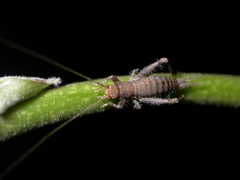 Arachnocephalus vestitus