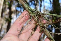 Dendrophylax porrectus