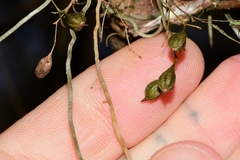 Dendrophylax porrectus