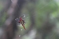 Gasteracantha milvoides