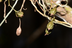 Dendrophylax porrectus