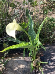 Zantedeschia albomaculata