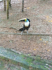Ramphastos tucanus