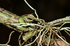 Dendrophylax porrectus